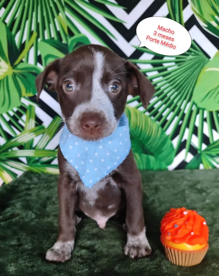 Cachorro raça SRD-ViraLata idade 2 a 6 meses nome Den 