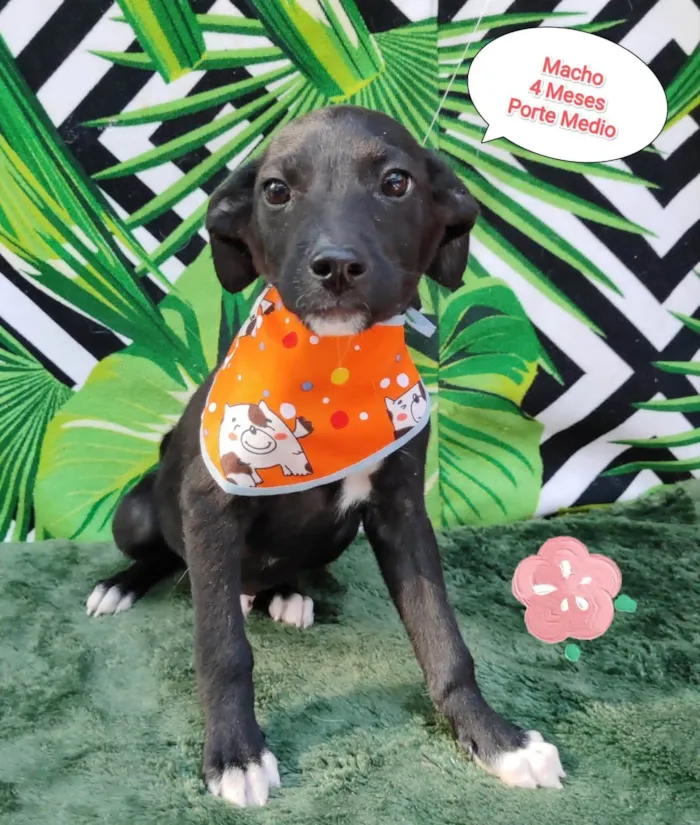 Cachorro raça SRD-ViraLata idade 2 a 6 meses nome Caio