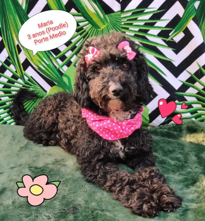 Cachorro raça Poodle idade 3 anos nome Maria 