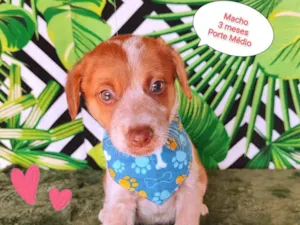 Cachorro raça SRD-ViraLata idade 2 a 6 meses nome Luan 