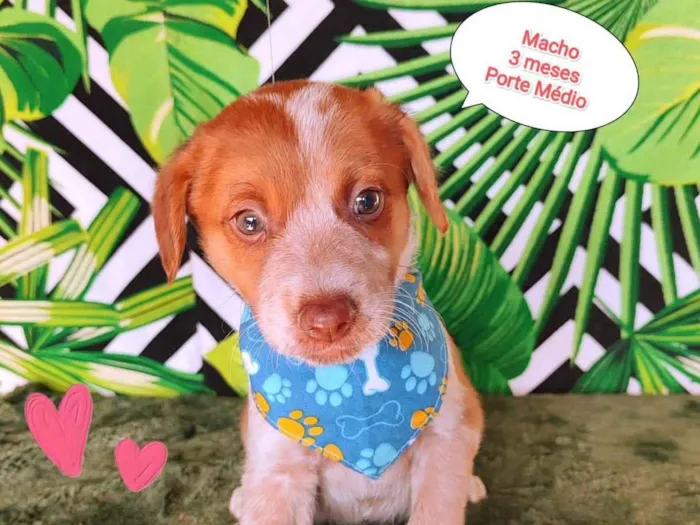 Cachorro raça SRD-ViraLata idade 2 a 6 meses nome Luan 