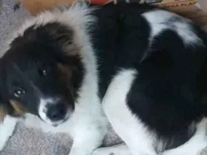 Cachorro raça SRD-ViraLata idade 7 a 11 meses nome Chiru