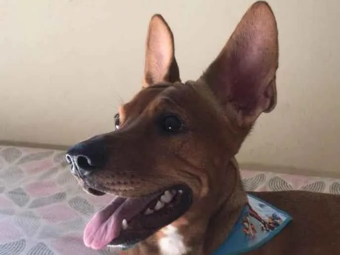 Cachorro ra a SRD-ViraLata  idade 1 ano nome Jake 