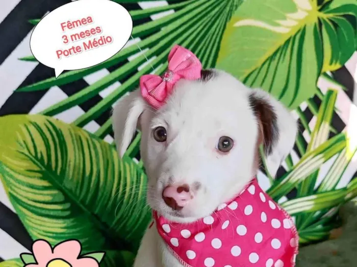 Cachorro raça SRD-ViraLata idade 2 a 6 meses nome Jasmine 