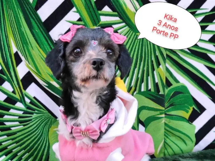 Cachorro raça SRD-ViraLata idade 3 anos nome Kika