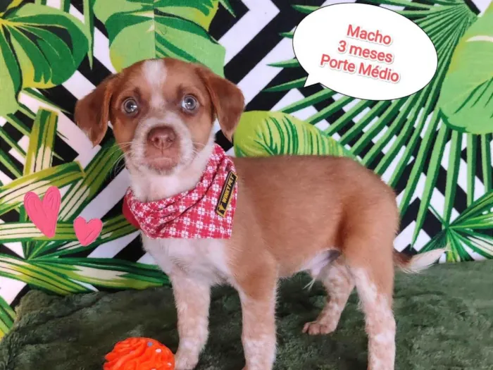 Cachorro raça SRD-ViraLata idade 2 a 6 meses nome Noah