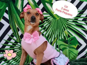 Cachorro raça SRD-ViraLata idade 2 anos nome Liz