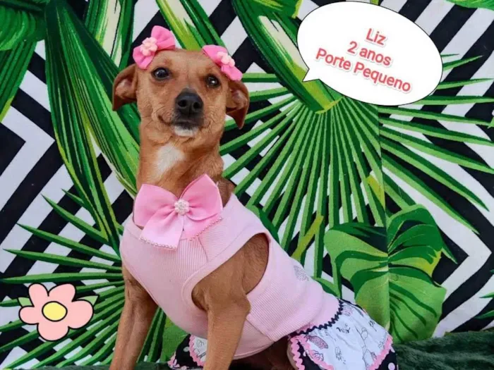 Cachorro raça SRD-ViraLata idade 2 anos nome Liz