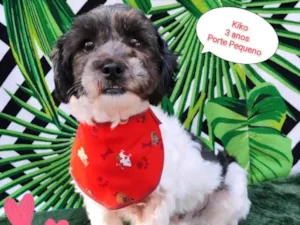 Cachorro raça SRD-ViraLata idade 3 anos nome Kiko