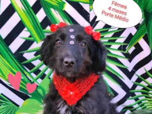 Cachorro raça SRD-ViraLata idade 2 a 6 meses nome Violeta 