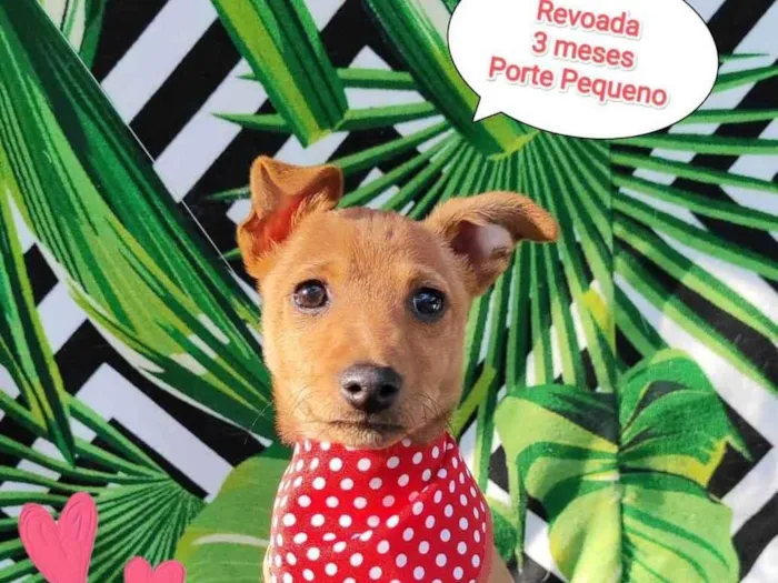 Cachorro raça SRD-ViraLata idade 2 a 6 meses nome Revoada