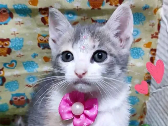 Gato raça SRD-ViraLata idade 2 a 6 meses nome Sol