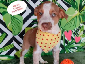 Cachorro raça SRD-ViraLata idade 2 a 6 meses nome Gui