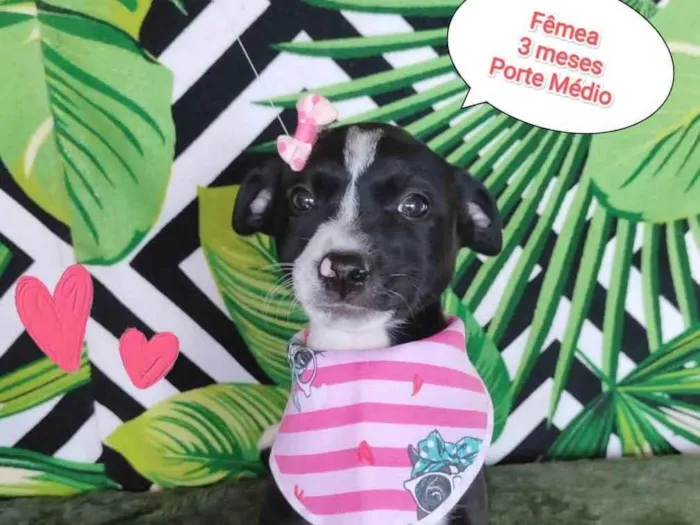 Cachorro raça SRD-ViraLata idade 2 a 6 meses nome Maze 