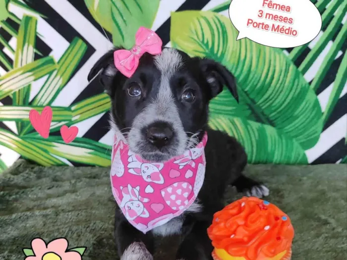 Cachorro raça SRD-ViraLata idade 2 a 6 meses nome Moana