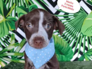 Cachorro raça SRD-ViraLata idade 2 a 6 meses nome Den 