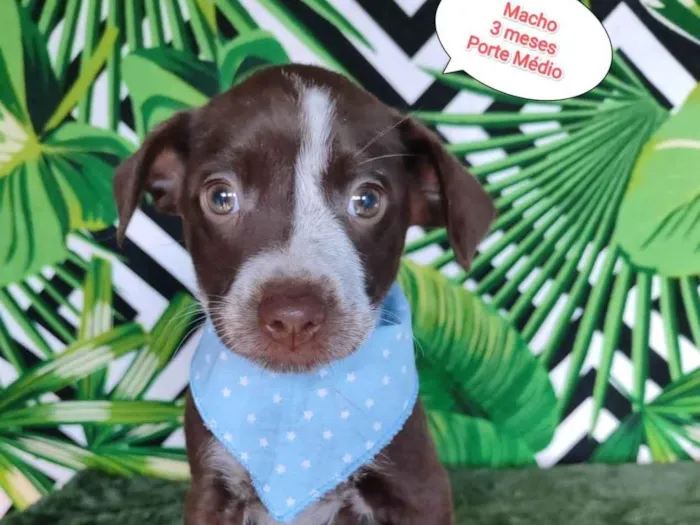 Cachorro raça SRD-ViraLata idade 2 a 6 meses nome Den 