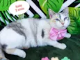 Gato raça SRD-ViraLata idade 2 anos nome Baby