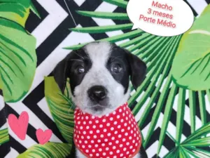 Cachorro raça SRD-ViraLata idade 2 a 6 meses nome Yago