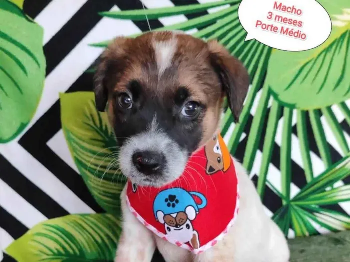 Cachorro raça SRD-ViraLata idade 2 a 6 meses nome Barth