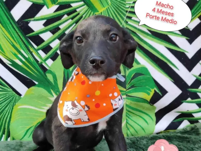 Cachorro raça SRD-ViraLata idade 2 a 6 meses nome Caio