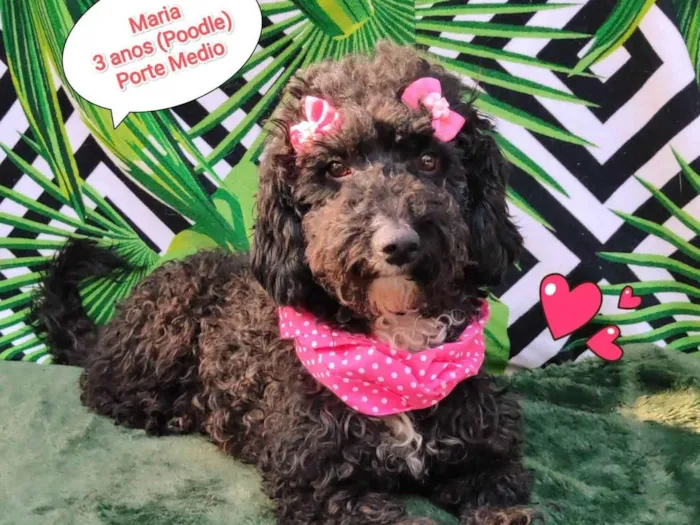 Cachorro raça Poodle idade 3 anos nome Maria 