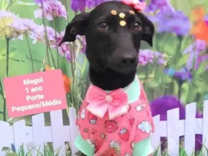 Cachorro raça SRD-ViraLata idade 1 ano nome Megui 