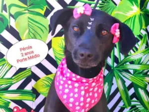 Cachorro raça SRD-ViraLata idade 2 anos nome Perola