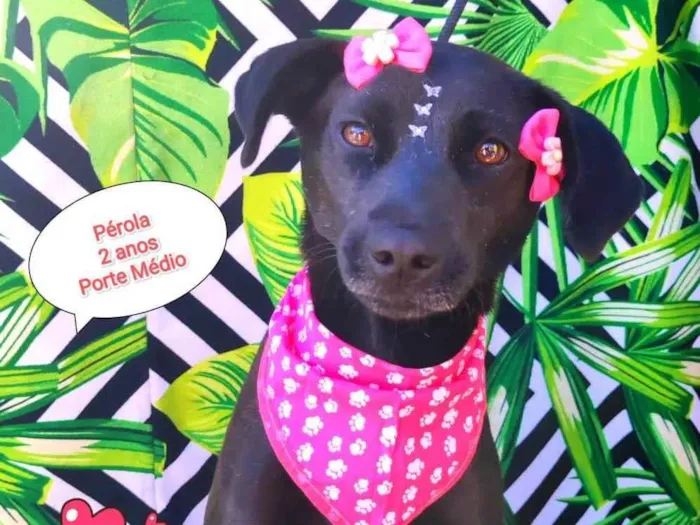 Cachorro raça SRD-ViraLata idade 2 anos nome Perola