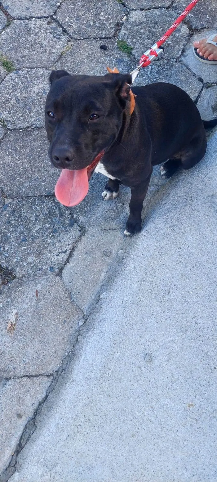 Cachorro ra a Pitbull com American Bully idade 7 a 11 meses nome Luna