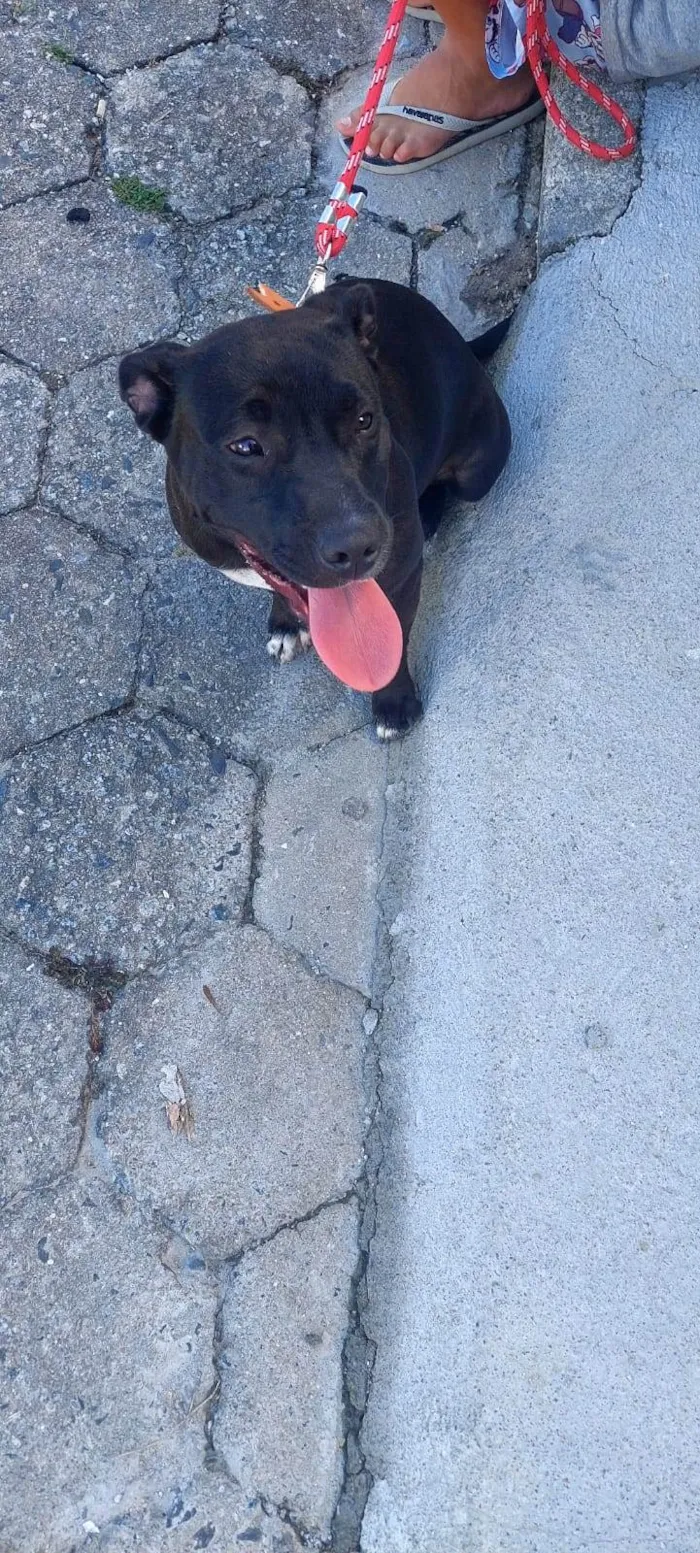 Cachorro ra a Pitbull com American Bully idade 7 a 11 meses nome Luna