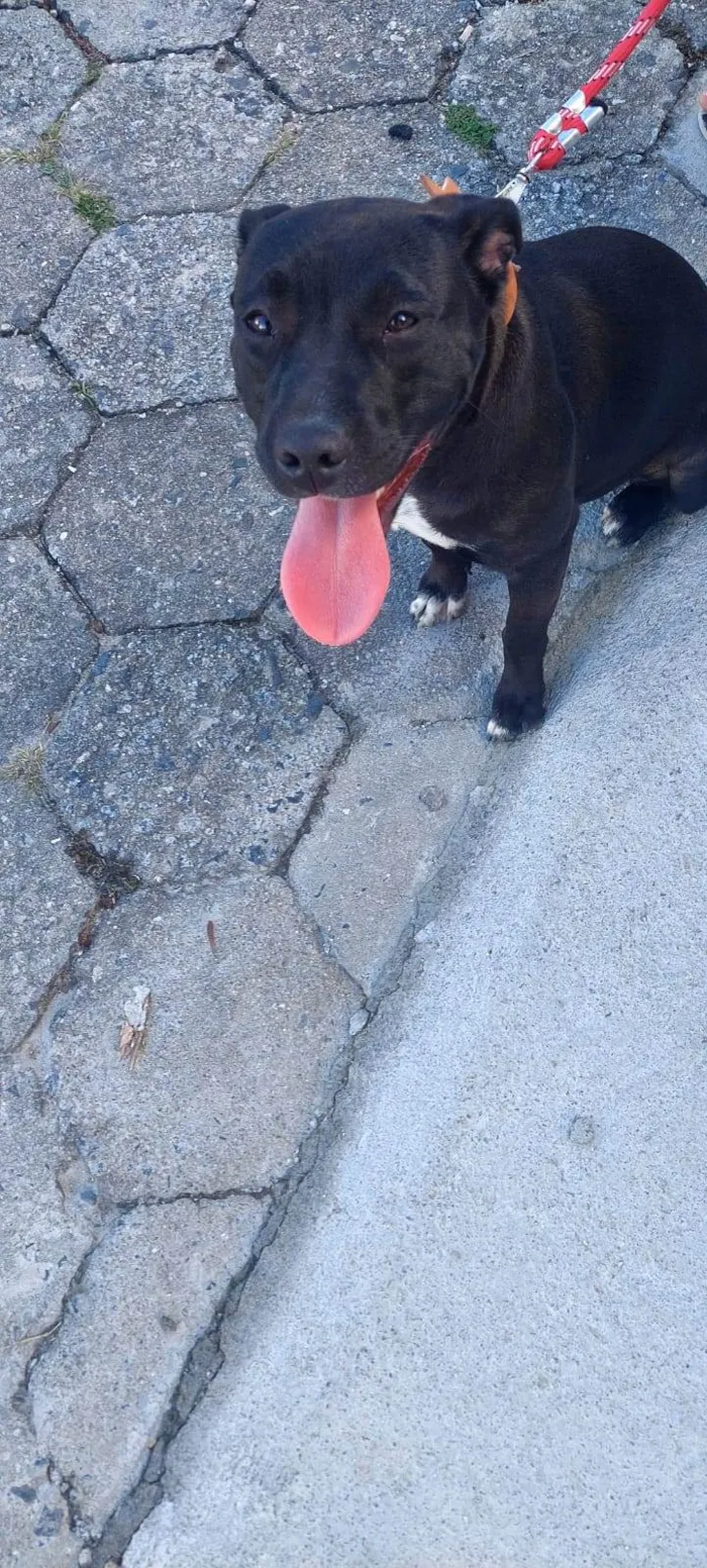 Cachorro ra a Pitbull com American Bully idade 7 a 11 meses nome Luna