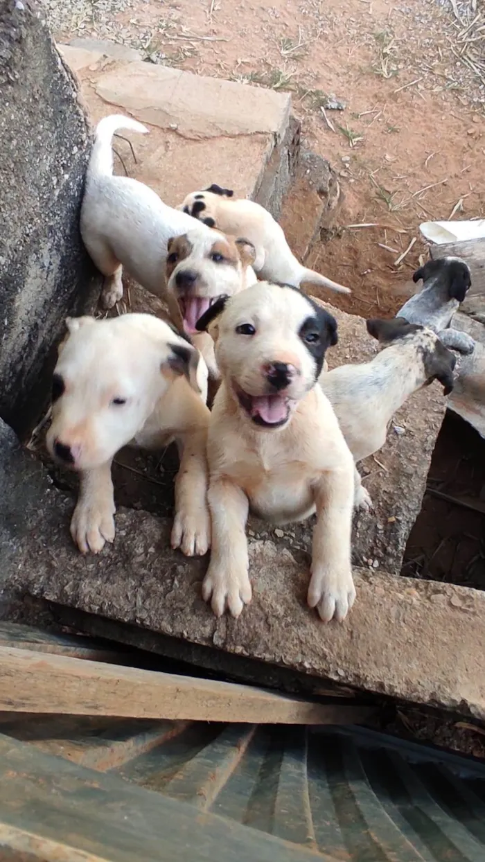 Cachorro ra a SRD-ViraLata idade Abaixo de 2 meses nome Sem nome 