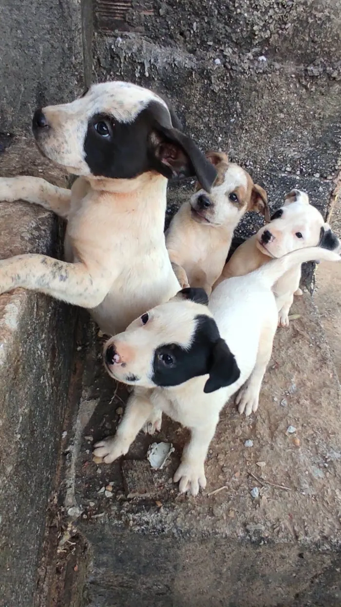 Cachorro ra a SRD-ViraLata idade Abaixo de 2 meses nome Sem nome 