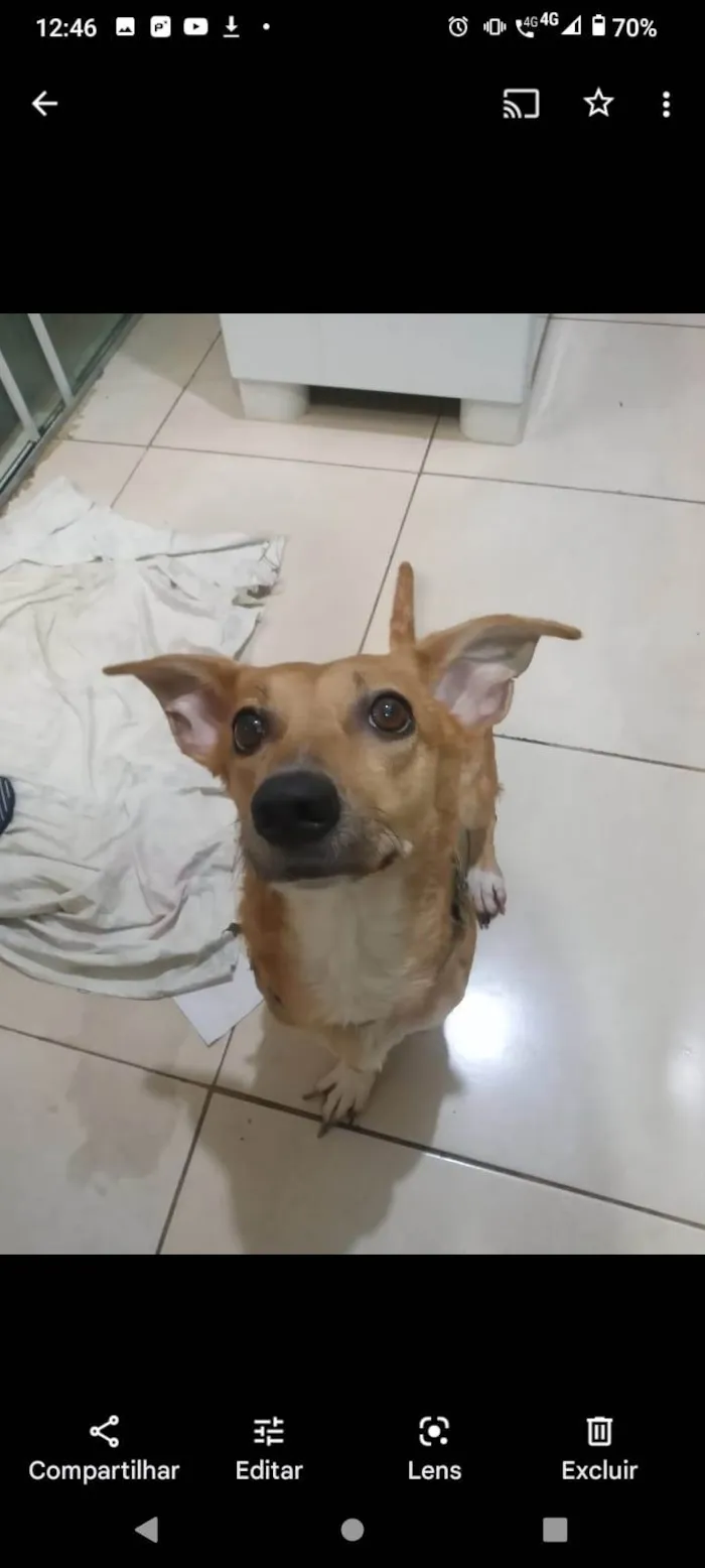 Cachorro ra a SRD-ViraLata idade 2 anos nome Melissa 