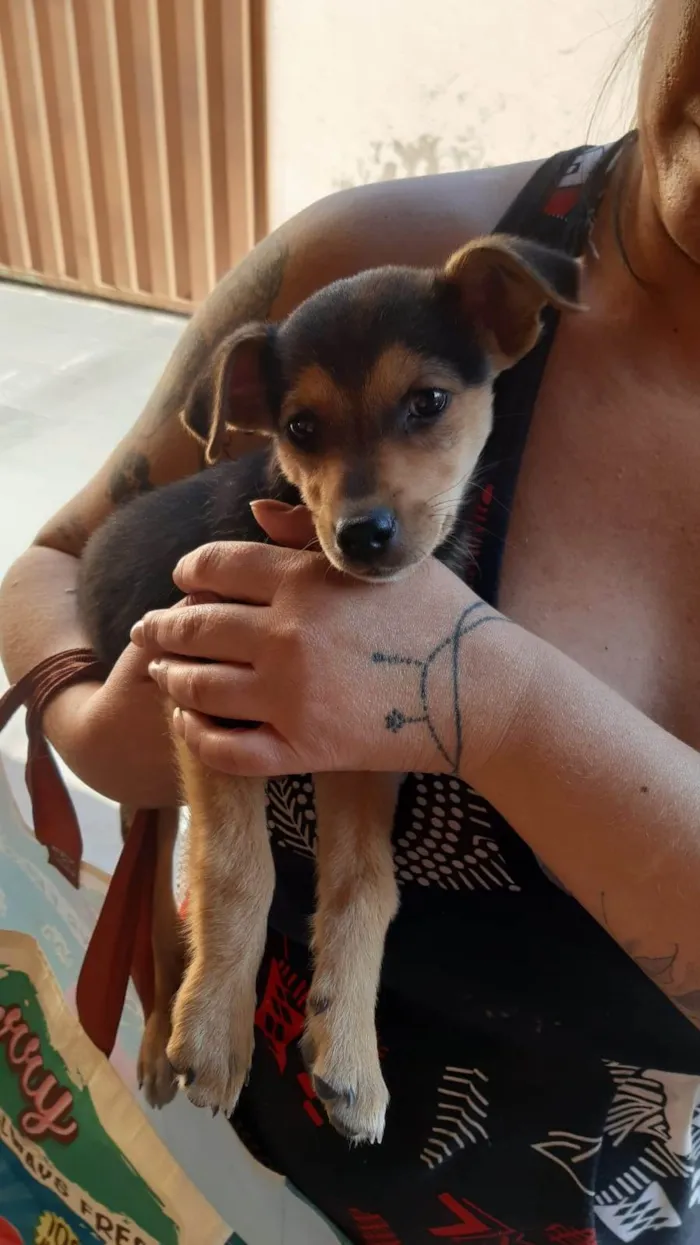 Cachorro raça SRD-ViraLata idade 2 a 6 meses nome Sem nome