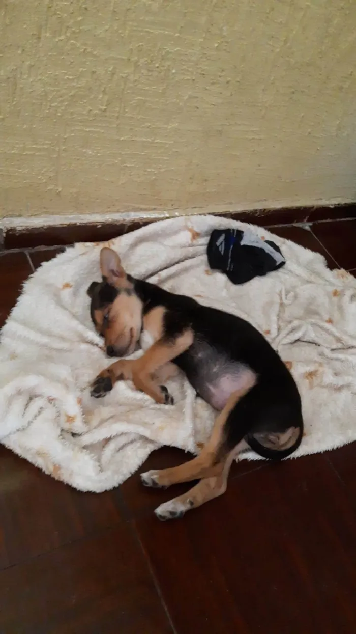 Cachorro raça SRD-ViraLata idade 2 a 6 meses nome Sem nome