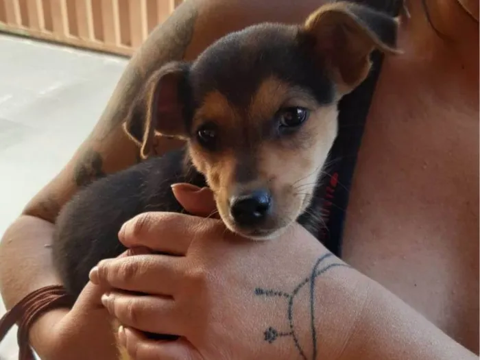 Cachorro raça SRD-ViraLata idade 2 a 6 meses nome Sem nome
