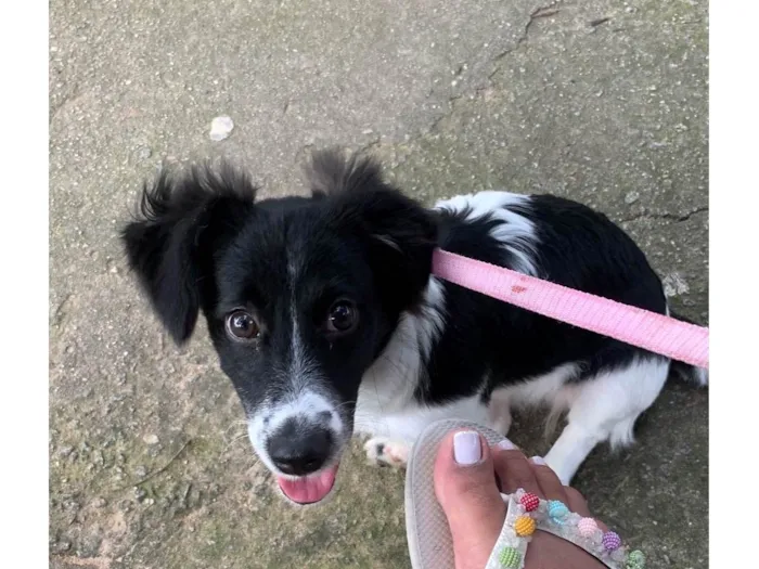 Cachorro raça BodCollie Misturada  idade 7 a 11 meses nome Lua 