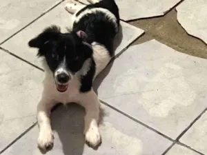 Cachorro raça BodCollie Misturada  idade 7 a 11 meses nome Lua 