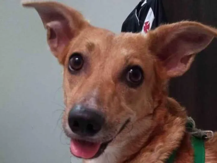 Cachorro ra a SRD-ViraLata idade 2 anos nome Melissa 