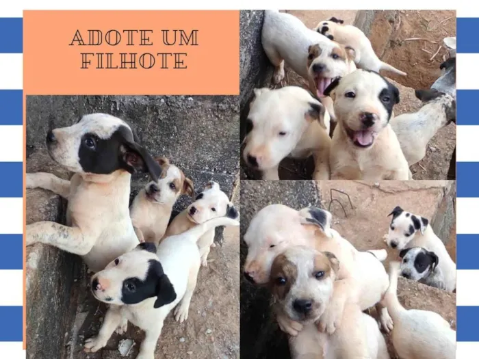 Cachorro ra a SRD-ViraLata idade Abaixo de 2 meses nome Sem nome 