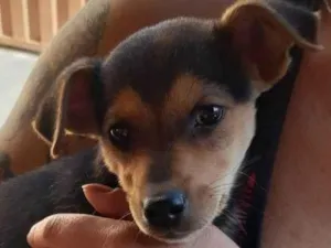 Cachorro raça SRD-ViraLata idade 2 a 6 meses nome Sem nome