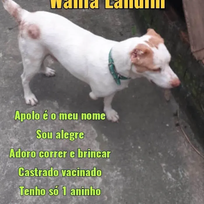 Cachorro ra a SRD-ViraLata idade 1 ano nome Apolo