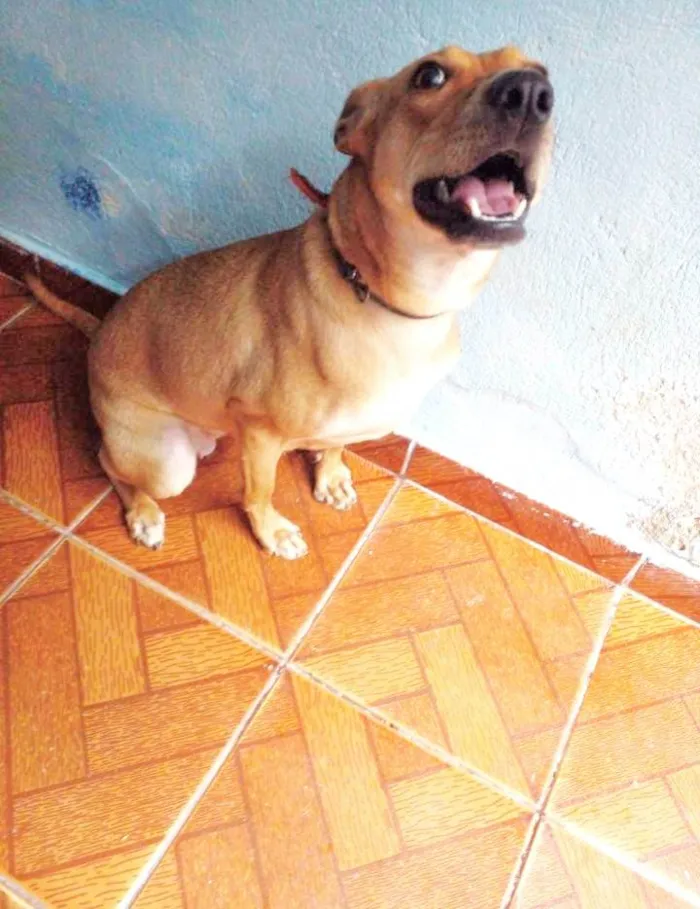 Cachorro ra a SRD-ViraLata idade 1 ano nome Maya