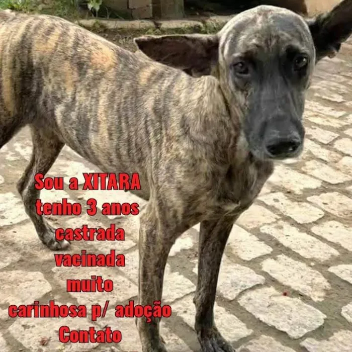 Cachorro ra a SRD-ViraLata idade 3 anos nome Xitara