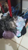 Tuti 