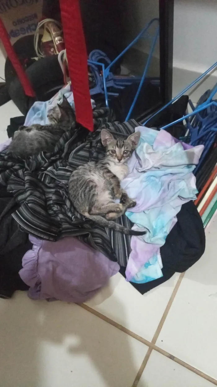 Gato raça SRD-ViraLata idade Abaixo de 2 meses nome Tuti 