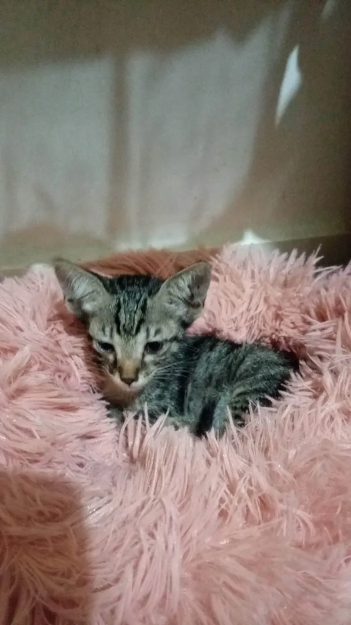Gato raça SRD-ViraLata idade Abaixo de 2 meses nome Tuti 