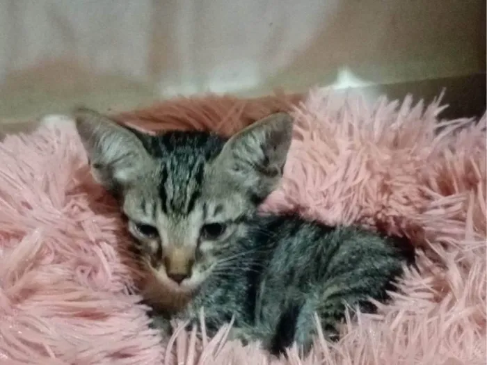 Gato raça SRD-ViraLata idade Abaixo de 2 meses nome Tuti 